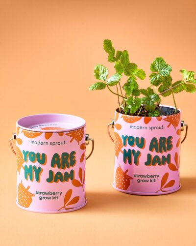 You Are My Jam strawberry grow kit with one empty planter and one planted strawberry starter on an orange background